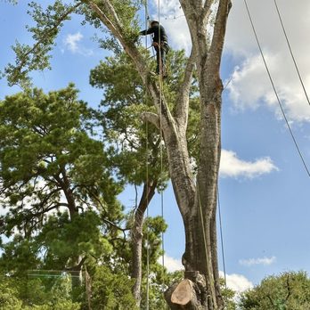 RF Tree Service - In the clouds - Tree Services Near Me - Houston, Texas