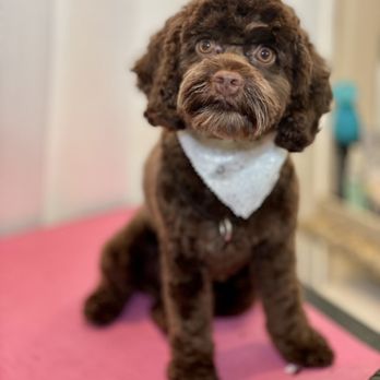 Holistic Grooming by Jessica - Penny - Pet Groomers Near Me