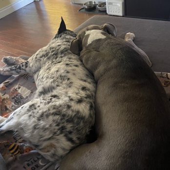 Doggie Do Good - Our doggos after getting trained at Doggie Do Good - Pet Training Near Me - Arroyo Grande, California Doggie Do Good - Our doggos after getting trained at Doggie Do Good - Pet Training Near Me - Arroyo Grande, California