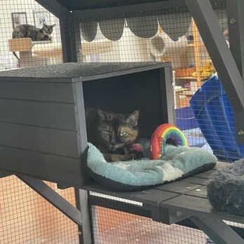 Cassie's Cats - Pet Adoption Near Me - Ventura, California