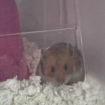Carter's Pet Mart - Pet Stores Near Me - Manteca, California