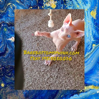 SPHYNX KITTENS HAIRLESS CAT BREEDS CATTERY CALIFORNIA - WE NOW OFFER LYKOI AND BULLYCATS SPHYNX KITTENS HAIRLESS CAT BREEDS CATTERY CALIFORNIA - WE NOW OFFER LYKOI AND BULLYCATS