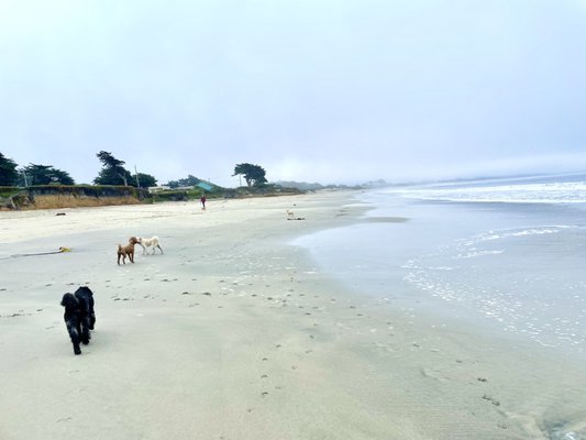 Dunes Beach by null