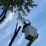 Photo of Mountain Top Tree Service