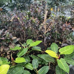 Devonian Gardens - Plant life