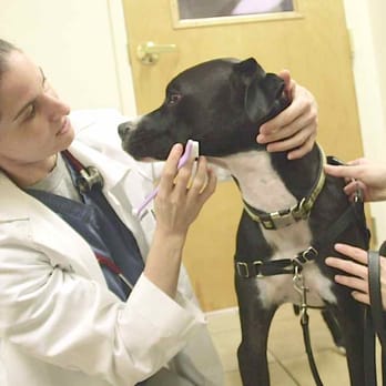 Pieper Olson Veterinary Hospital - Veterinarians Near Me - Middletown, Connecticut