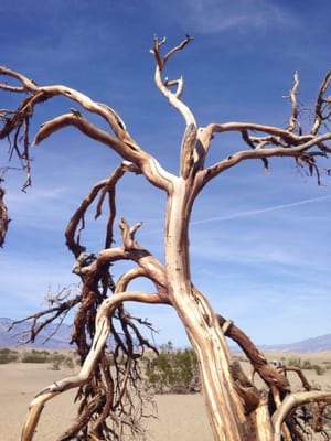 Furnace Creek Campground by null