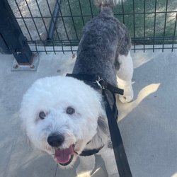 Groovy Grooming by Paij - At the dog park a few hours after his groom!
