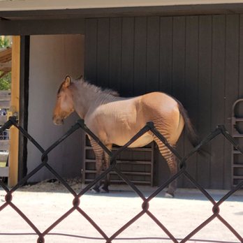 Ark Encounter - Zoo animal outside in zoo - Museums Near Me - Williamstown, Kentucky Ark Encounter - Zoo animal outside in zoo - Museums Near Me - Williamstown, Kentucky
