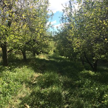Lee's Orchards - Perfect apple corridor! - Fruits & Veggies Near Me - Washington, Virginia