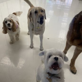 Furbabies Resort and Spa - Josie with the furbabies pack. - Pet Boarding Near Me - Paradise Valley, Arizona Furbabies Resort and Spa - Josie with the furbabies pack. - Pet Boarding Near Me - Paradise Valley, Arizona