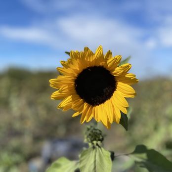 Swank Farms - Sunflowers - Farmers Market Near Me - Hollister, California Swank Farms - Sunflowers - Farmers Market Near Me - Hollister, California