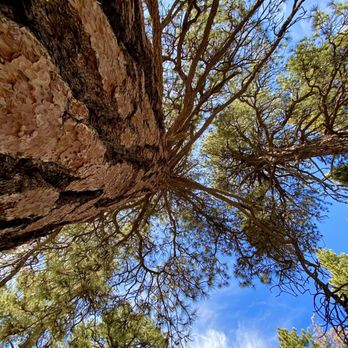 Blue Ridge Trail - Huge pine trees all along the trail - Hiking Near Me - Wrightwood, California Blue Ridge Trail - Huge pine trees all along the trail - Hiking Near Me - Wrightwood, California