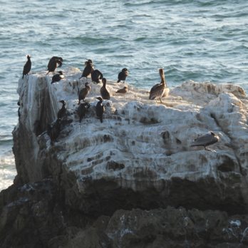 Bird Rock - Beaches Near Me - Laguna Beach, California
