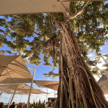 The Beach Bar - Bars Near Me - Honolulu, Hawaii