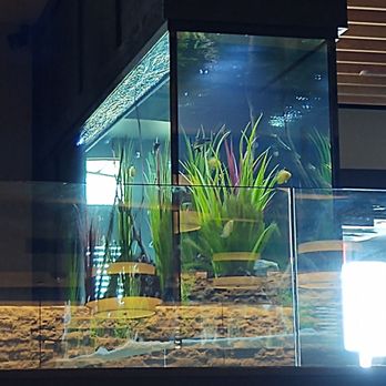 Cheddar's Scratch Kitchen - Fish tank inside - Comfort Food Near Me - Kissimmee, Florida Cheddar's Scratch Kitchen - Fish tank inside - Comfort Food Near Me - Kissimmee, Florida