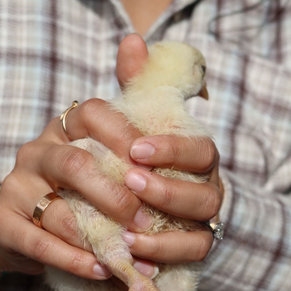 Jupiter Creamery - Chicken - Attraction Farms Near Me - Jupiter, Florida Jupiter Creamery - Chicken - Attraction Farms Near Me - Jupiter, Florida