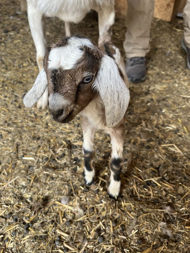 Rocky Top Fruit Farm Logo