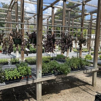 indoor trellis for climbing plant Indoor Trellis for Climbing Plant