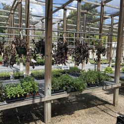 The Plant Haus