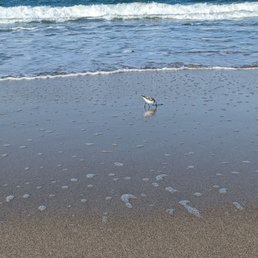 Small seabirds looking for treats in the sand behind retreating waves.