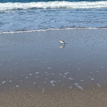 Playalinda Beach - Small seabirds looking for treats in the sand behind retreating waves. - Beaches Near Me - Titusville, Florida