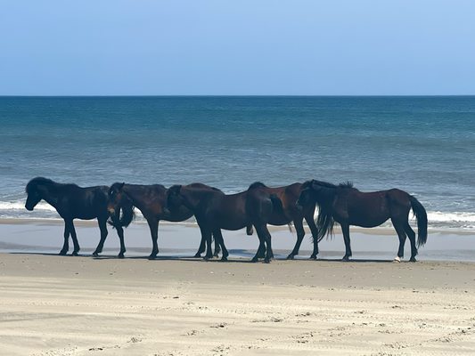 Corolla Wild Horse Tours by null