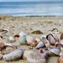 Photo of Sunset Beach