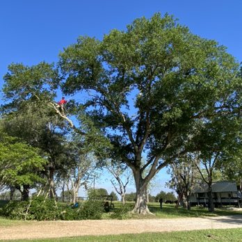 Trigger Tree Works - Water Oak tree removal - Tree Services Near Me