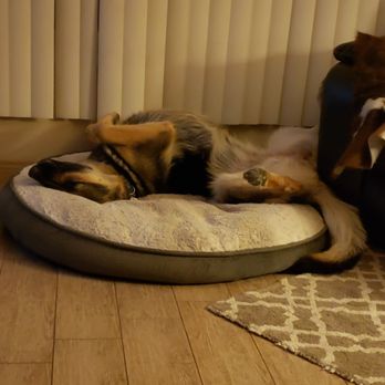 Pawfessional Services - Pet Boarding Near Me - Phoenix, Arizona Pawfessional Services - Pet Boarding Near Me - Phoenix, Arizona