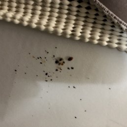 Bed bugs Room 121 Bed bugs Room 121