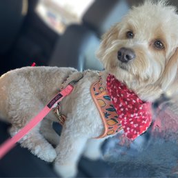 Zoe after her grooming at Groomingdale in Signal Hill/LB