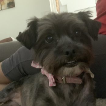 Honey Pets - Mobile Pet Grooming & Spa - Pet Stores Near Me - Davie, Florida