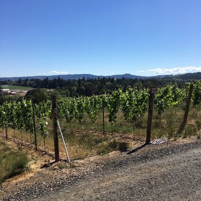 Stangeland Vineyards & Winery by null
