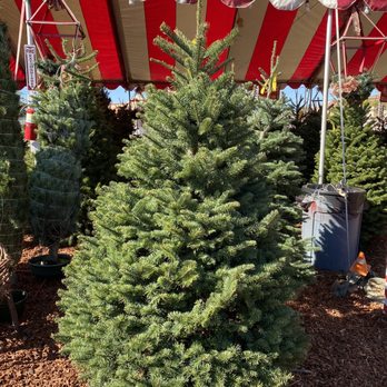 Christmas Tree Village - You're going home! - Christmas Trees Near Me - La Palma, California
