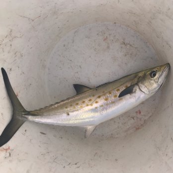 PrimeTime Fishing Charter - Spanish Mackerel - Boat Charters Near Me - Stevensville, Maryland PrimeTime Fishing Charter - Spanish Mackerel - Boat Charters Near Me - Stevensville, Maryland