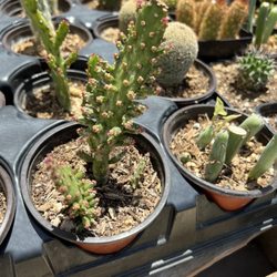 Camacho's Cactus Garden