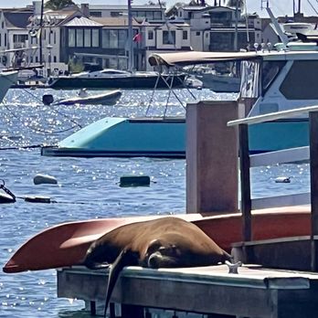 Balboa Island - Seals can be spotted sunbathing, on the end of private piers, along the boardwalk of Balboa Island! - Beaches Near Me - Newport Beach, California