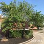 Photo of Big Tex Tree & Landscaping