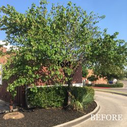 Big Tex Tree & Landscaping