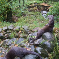 Scottish Sealife Centre - Paint me like one of your French girls...