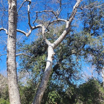 La Jolla Indian Campground - Big lovely trees - Campgrounds Near Me - Pauma Valley, California La Jolla Indian Campground - Big lovely trees - Campgrounds Near Me - Pauma Valley, California