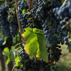 Le Vigne di Raito