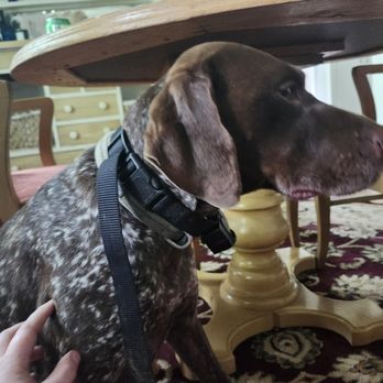 Pawtrust Pro PetSitter - Piper - House Sitters Near Me - Valley Falls, Kansas