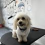 Apollo Pet Service and Grooming