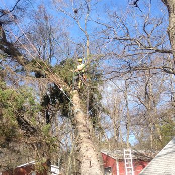 Expert Tree - Tree Services Near Me - Hammond, Wisconsin Expert Tree - Tree Services Near Me - Hammond, Wisconsin