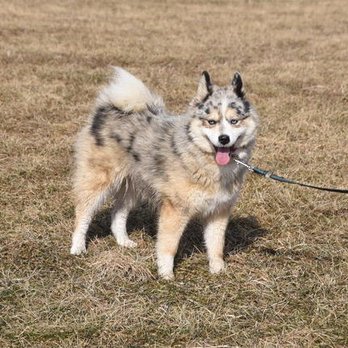 Maine Aim Ranch Dogs - Pet Adoption Near Me - Allerton, Iowa Maine Aim Ranch Dogs - Pet Adoption Near Me - Allerton, Iowa