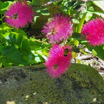 Alcazar Garden - Bees - Parks Near Me - San Diego, California Alcazar Garden - Bees - Parks Near Me - San Diego, California