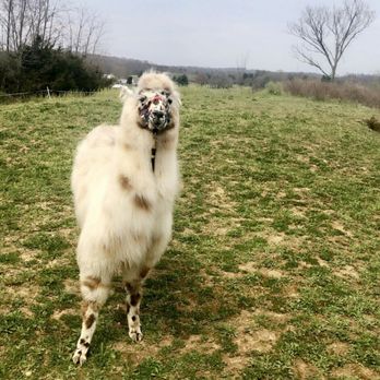 The Wandering Llamas - Zoos Near Me - Greeneville, Tennessee The Wandering Llamas - Zoos Near Me - Greeneville, Tennessee