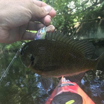 Allentown Canal Park - Massive sunfish caught with kayak - Parks Near Me - Allentown, Pennsylvania